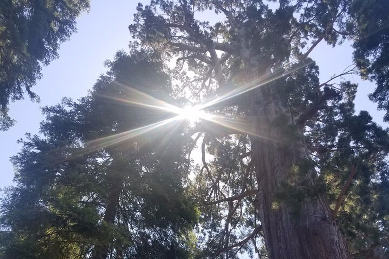 Tour di un giorno al Parco Nazionale del Kings Canyon — 2