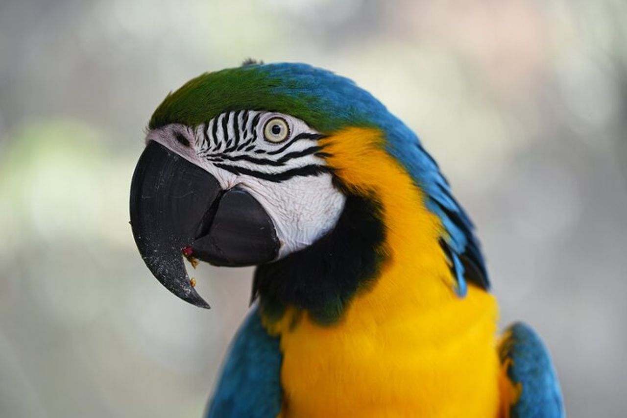 Tour di 4 giorni a Iquitos in Perù — 7