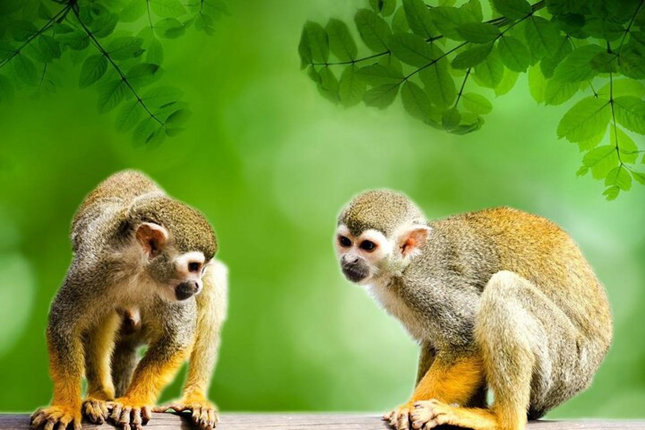 Tour di 4 giorni a Iquitos in Perù — 5
