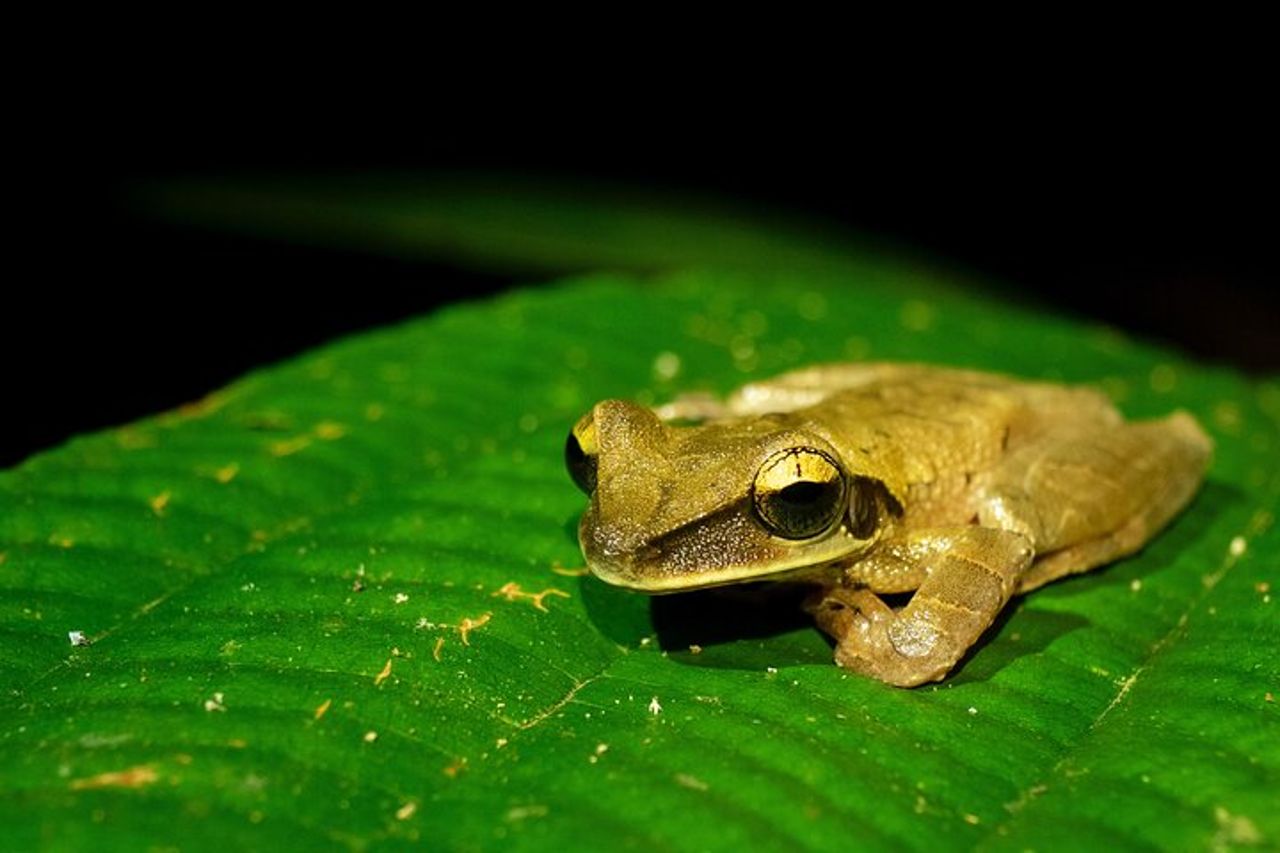 Tour di 4 giorni a Iquitos in Perù — 8