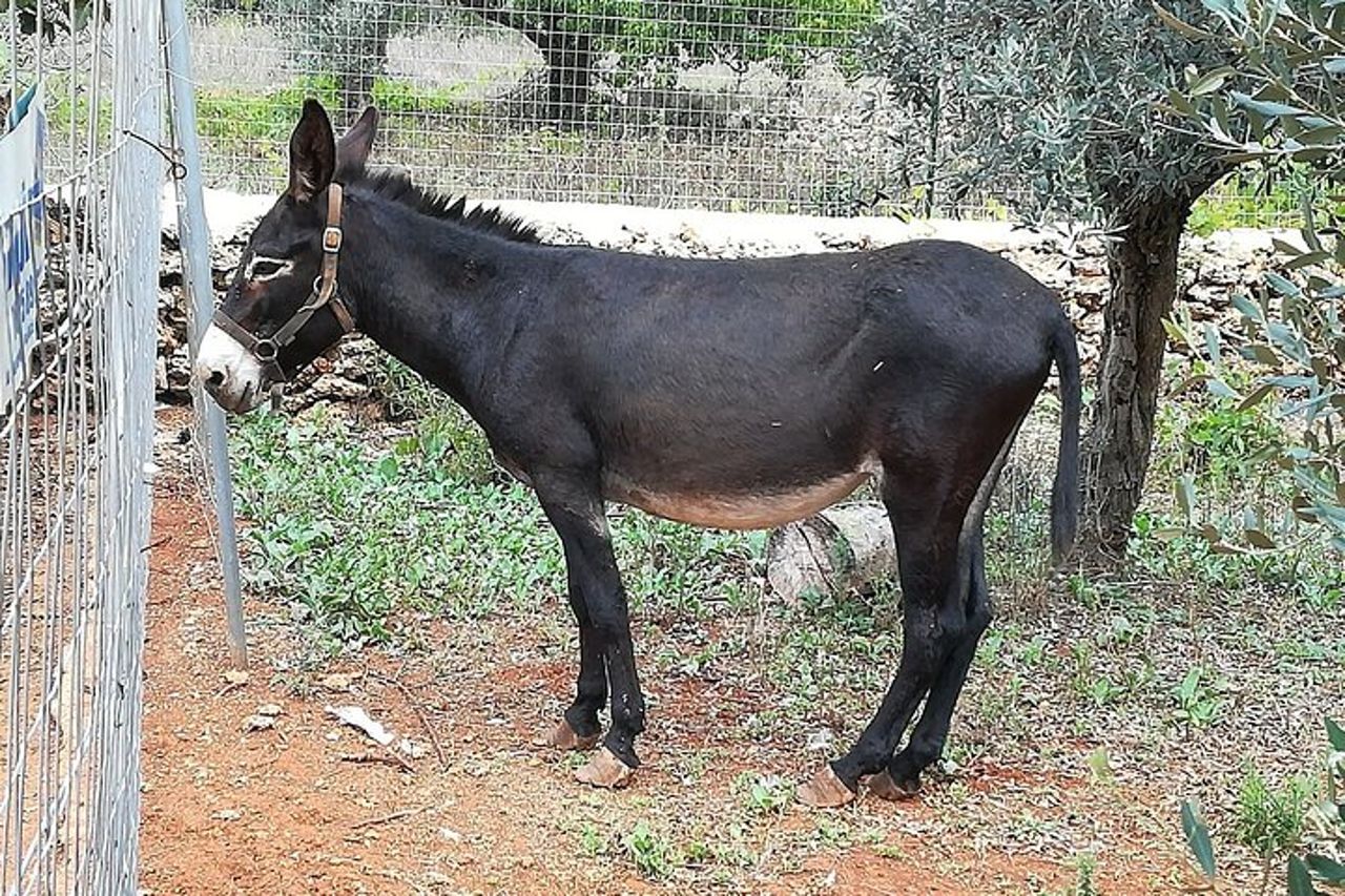 Agriaperitivo in Fattoria 3-Ore Attività in Ugento — 6