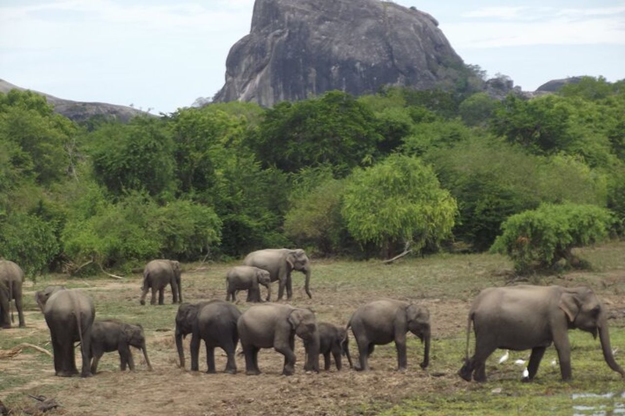 Safari di grandi animali e uccelli dal porto di Hambantota