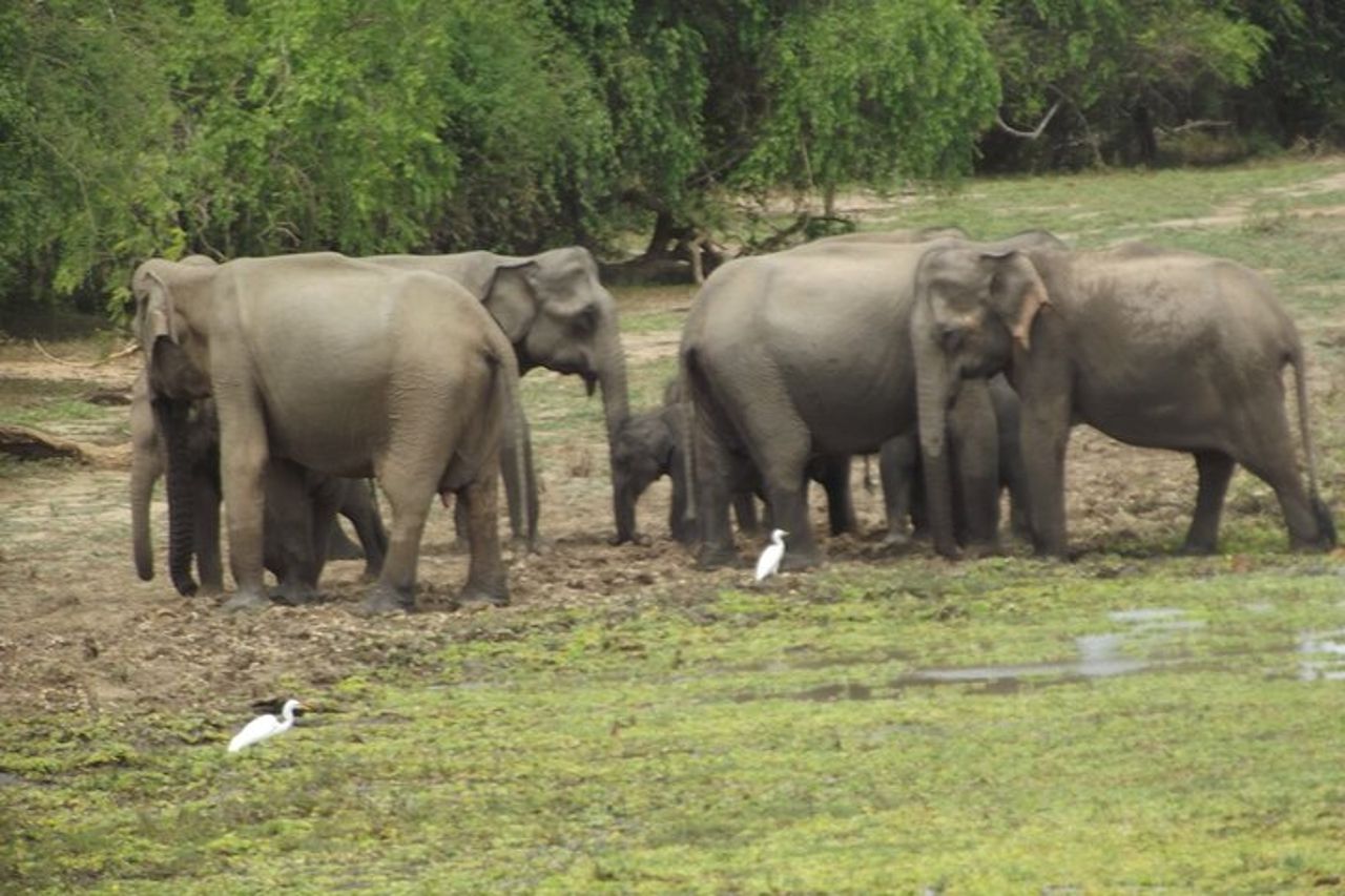 Safari di grandi animali e uccelli dal porto di Hambantota — 2