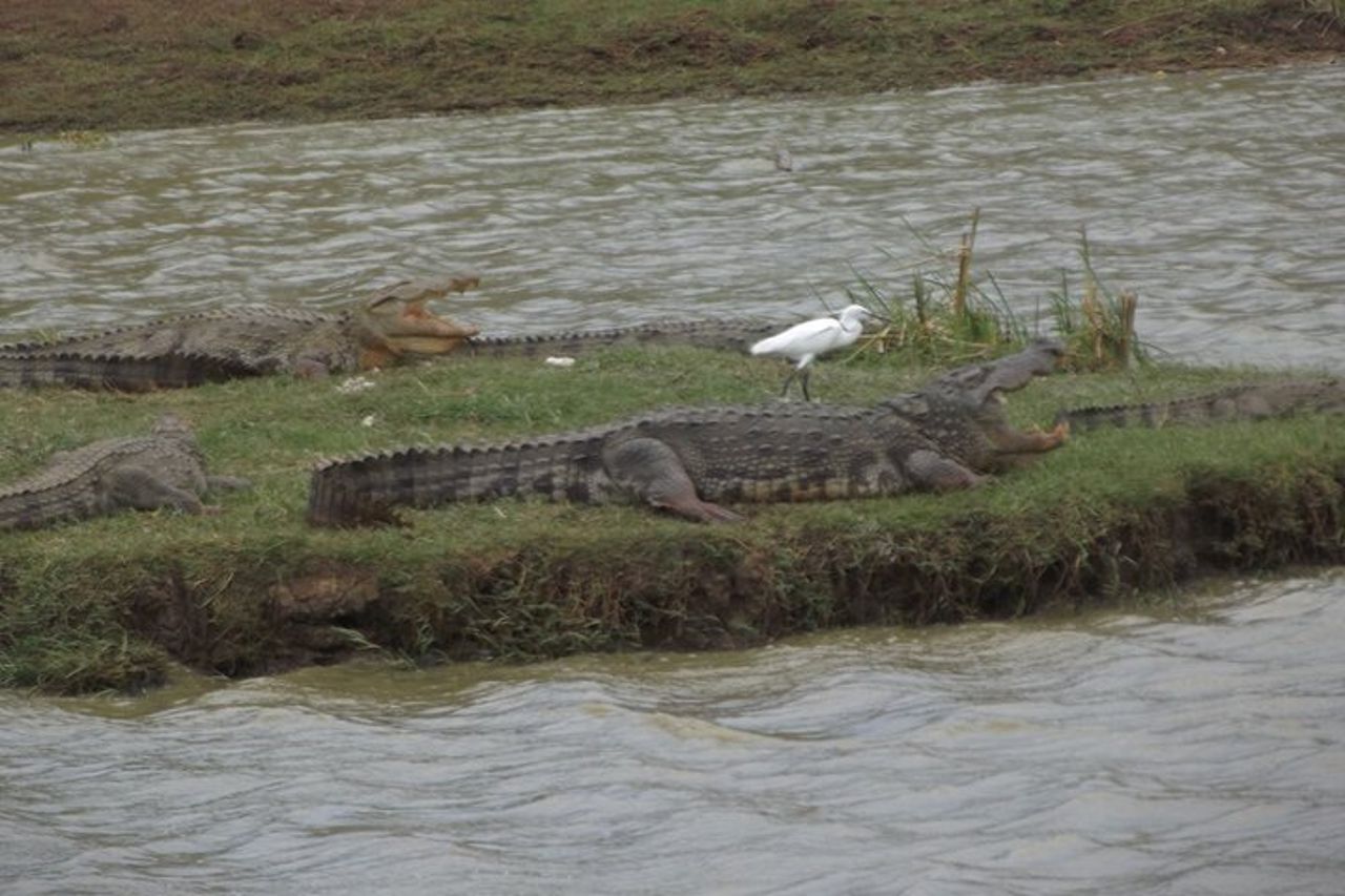 Safari di grandi animali e uccelli dal porto di Hambantota — 3