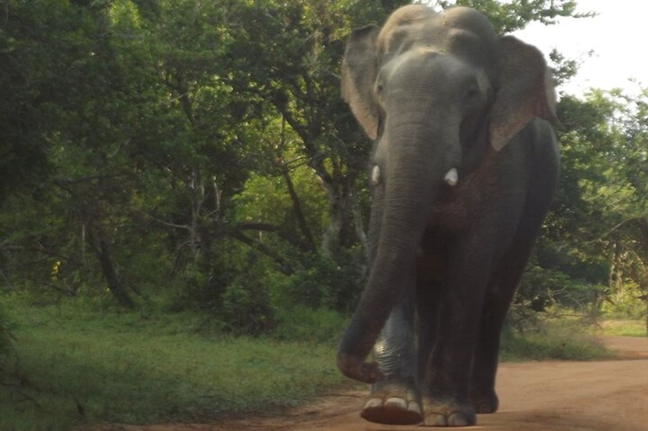 Safari di grandi animali e uccelli dal porto di Hambantota — 4