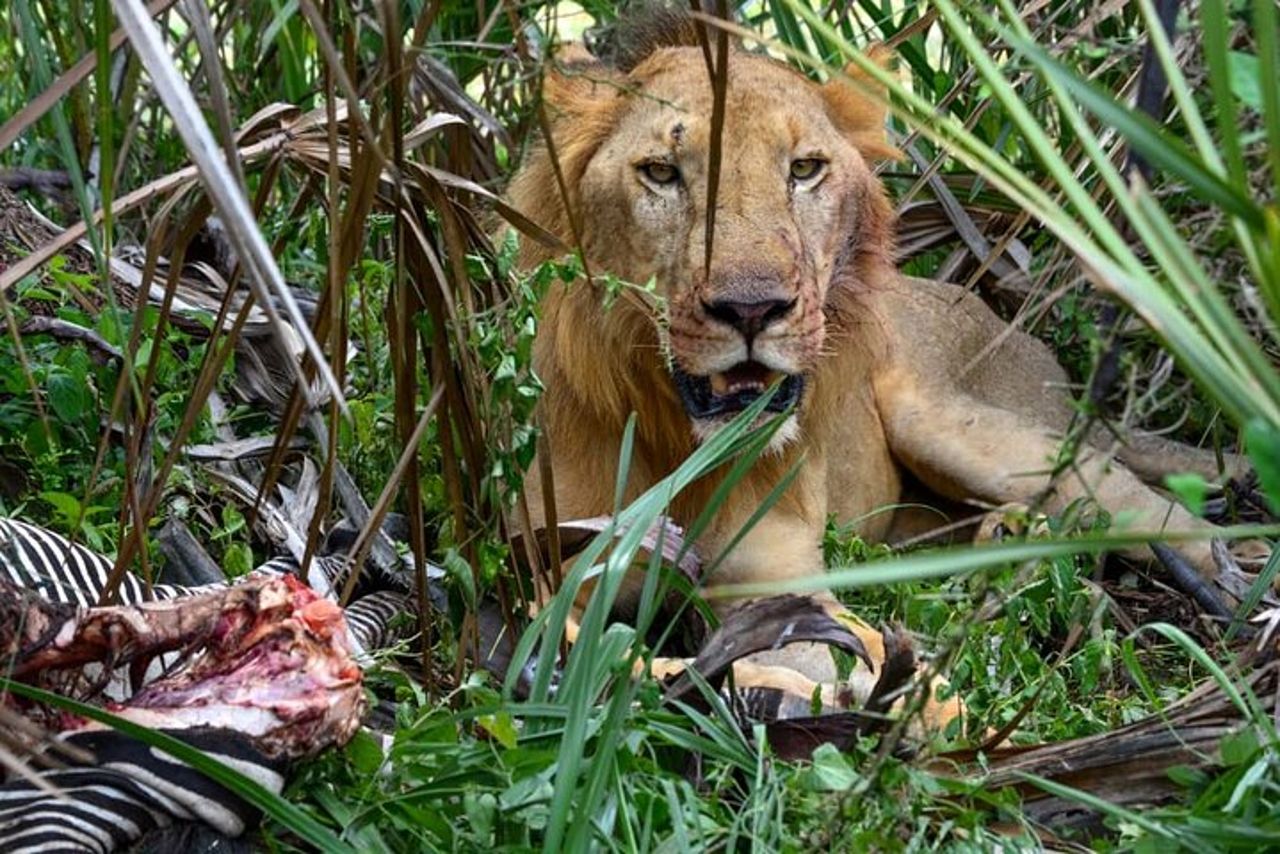 4 giorni 3 notti Selous (parco nazionale di Nyerere) e Mikumi Adventure