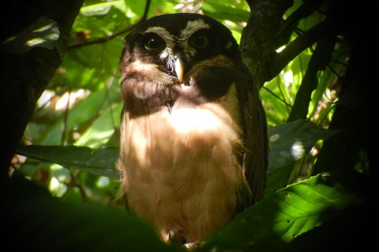 Birdwatching Pipeline Road a partire da Cruise Port Colon 2000 — 3