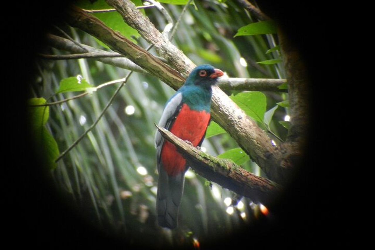 Birdwatching Pipeline Road a partire da Cruise Port Colon 2000 — 4