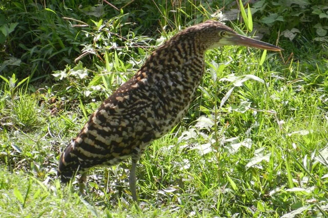 Birdwatching Pipeline Road a partire da Cruise Port Colon 2000 — 5