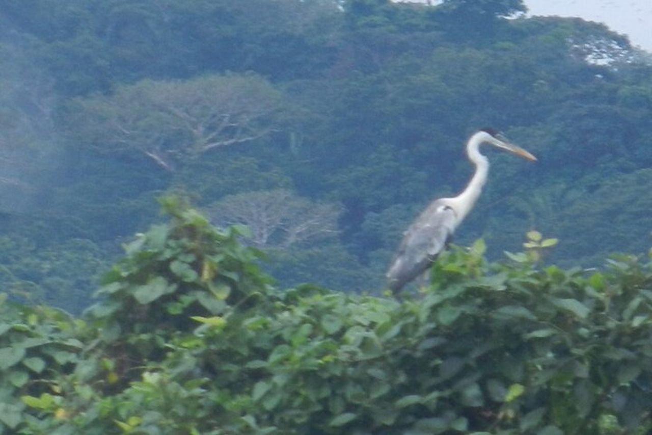 Birdwatching Pipeline Road a partire da Cruise Port Colon 2000 — 9