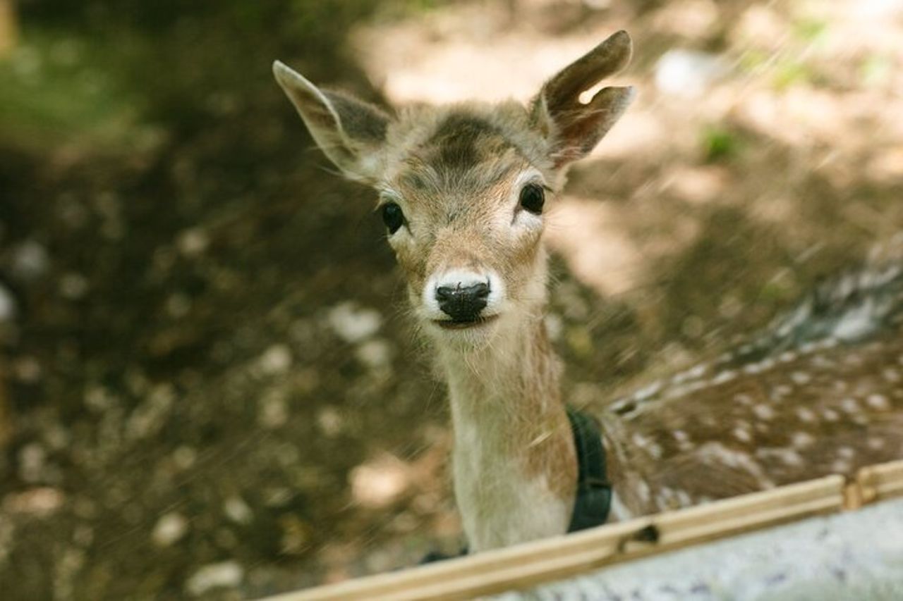 Visita Privata agli Animali del Borgo Incantato a Spoleto — 2