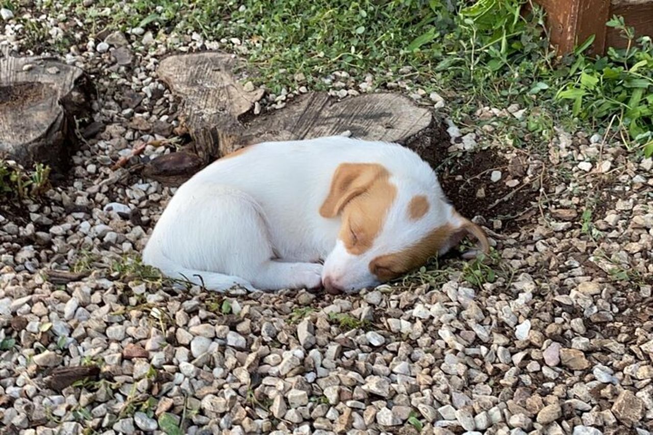 Visita Privata agli Animali del Borgo Incantato a Spoleto — 3
