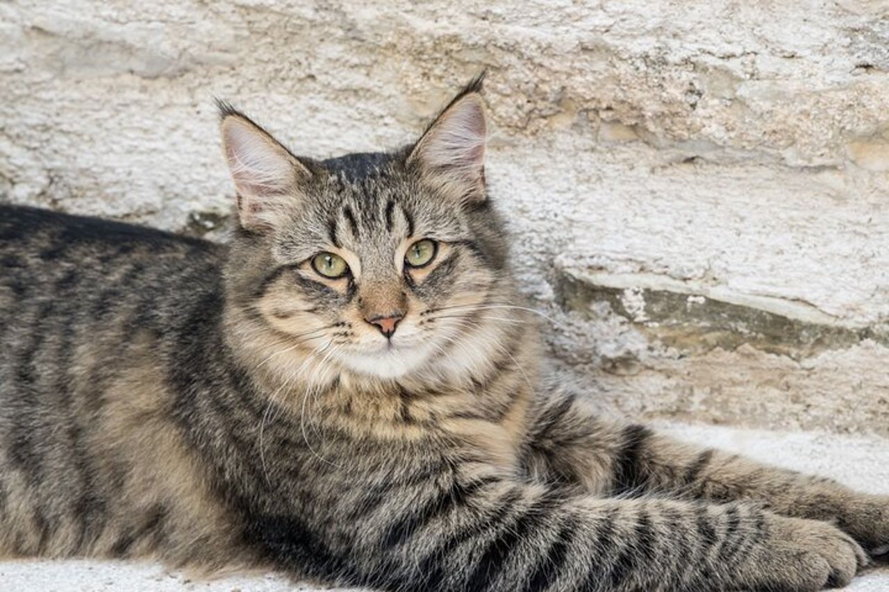Visita Privata agli Animali del Borgo Incantato a Spoleto — 4