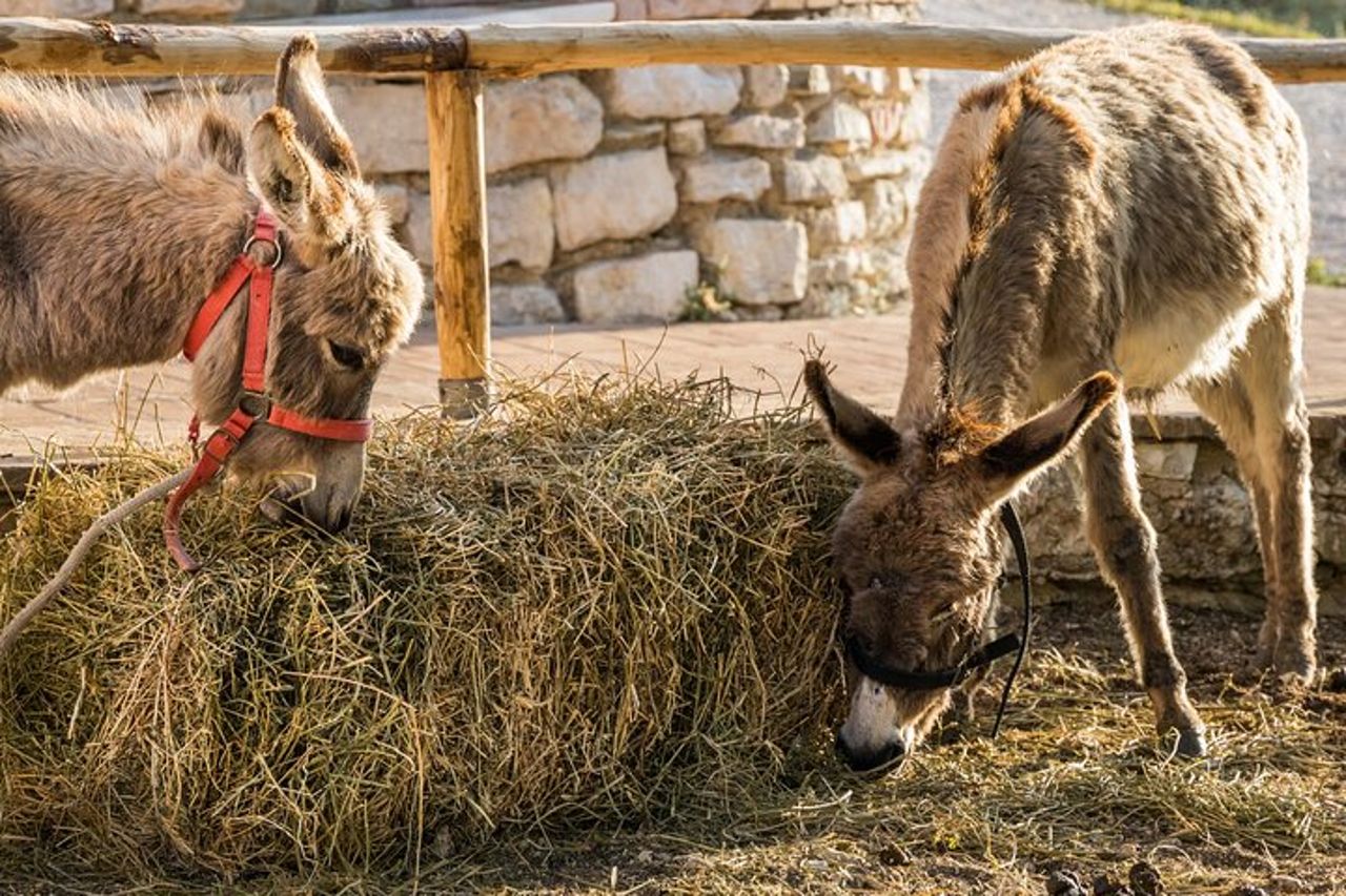Visita Privata agli Animali del Borgo Incantato a Spoleto — 6