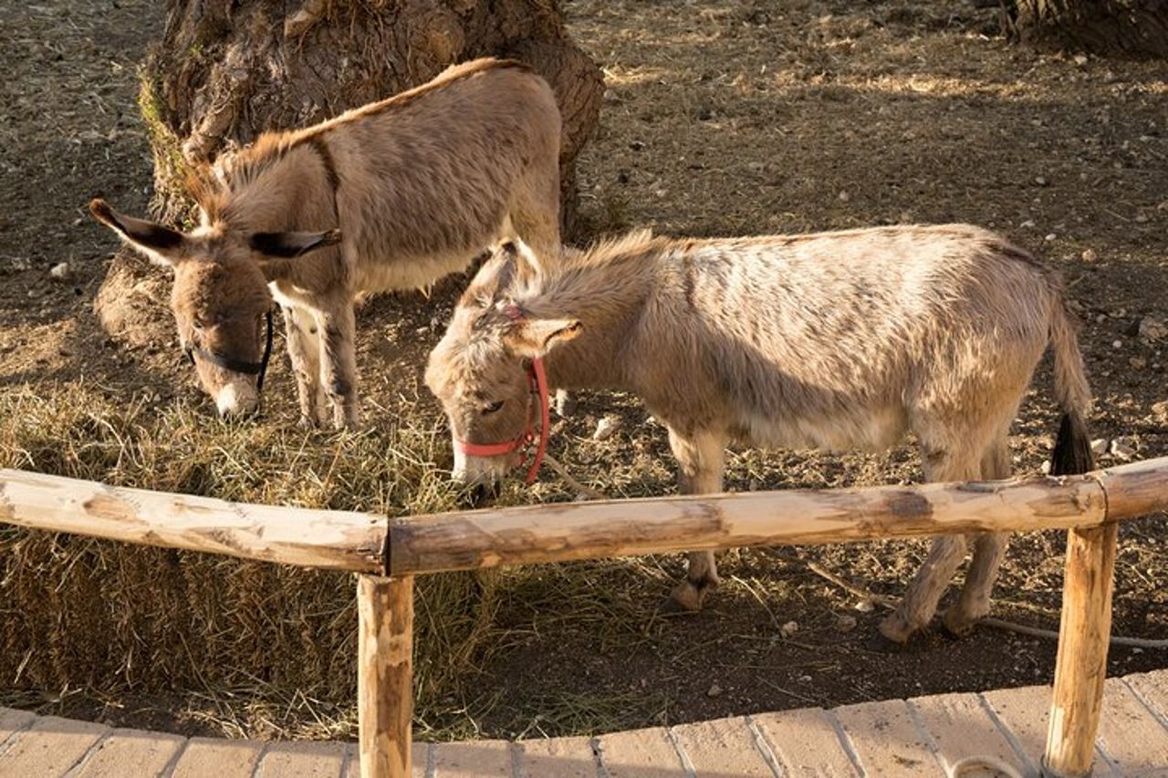 Visita Privata agli Animali del Borgo Incantato a Spoleto — 7