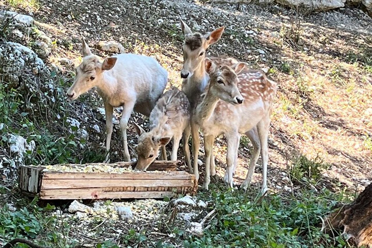 2-Ore di Tour in Quad Privato a Spoleto — 6