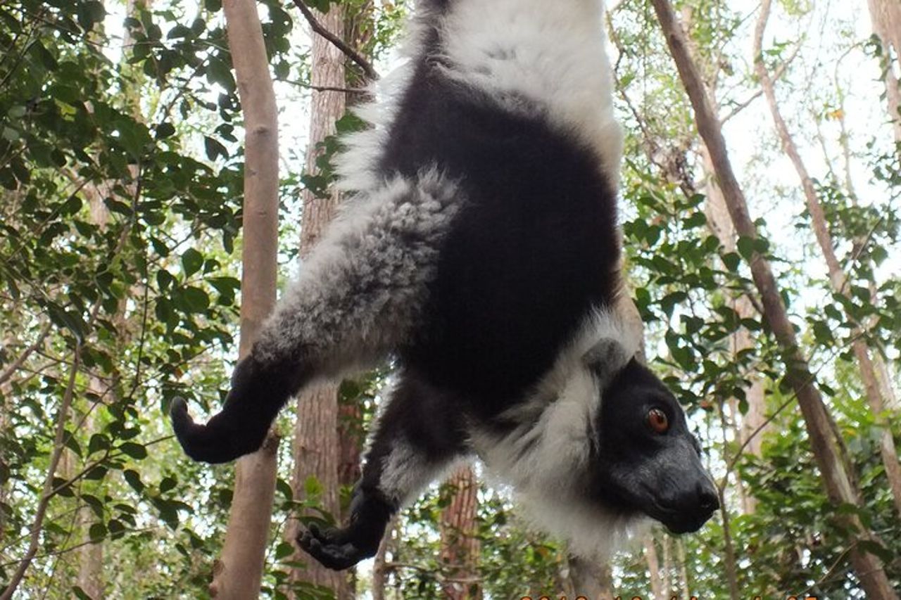 Madagascar in 7 giorni. Spedizione nella fauna selvatica e immersione nella cultura — 2