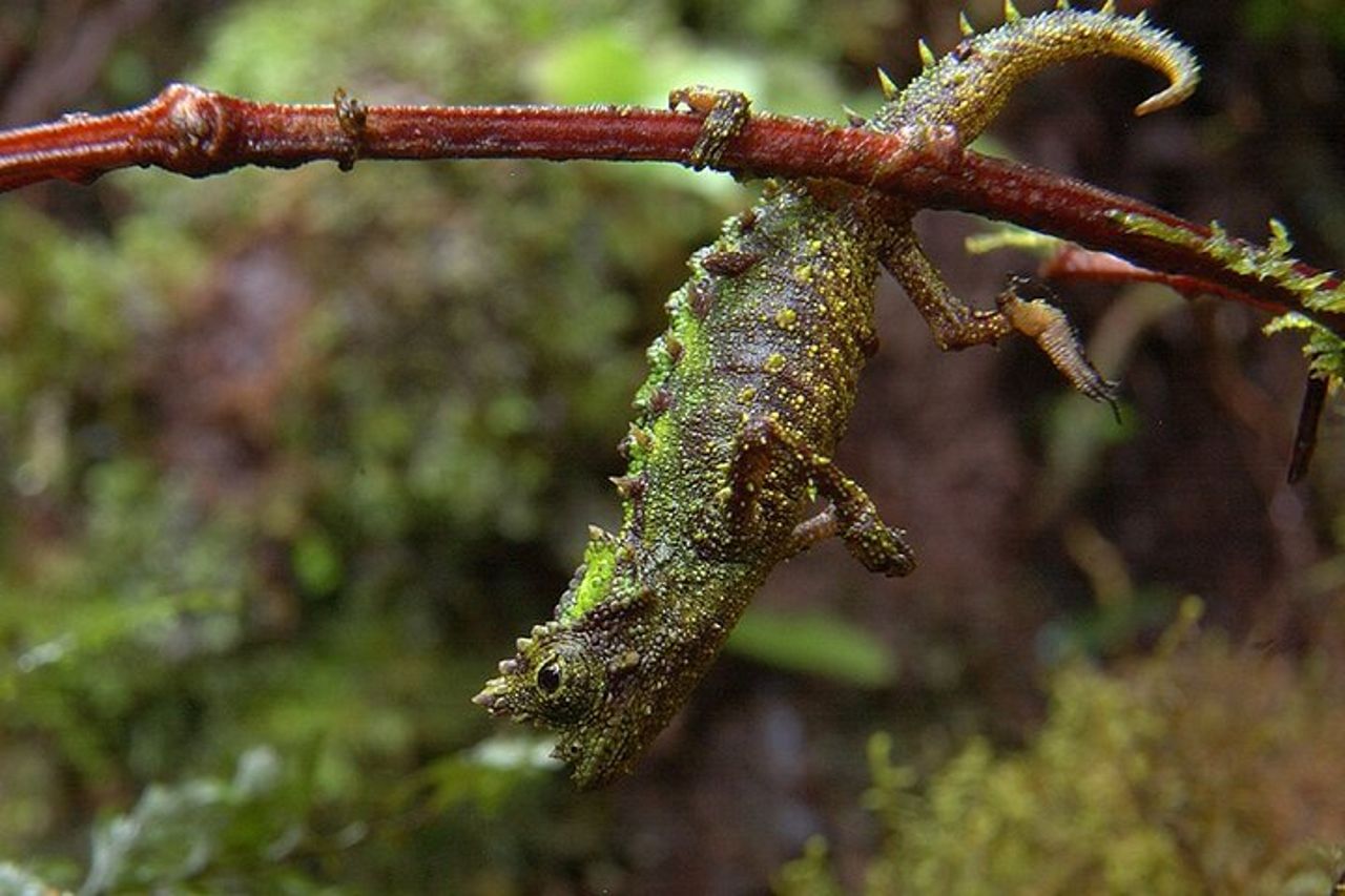 Madagascar in 7 giorni. Spedizione nella fauna selvatica e immersione nella cultura — 3