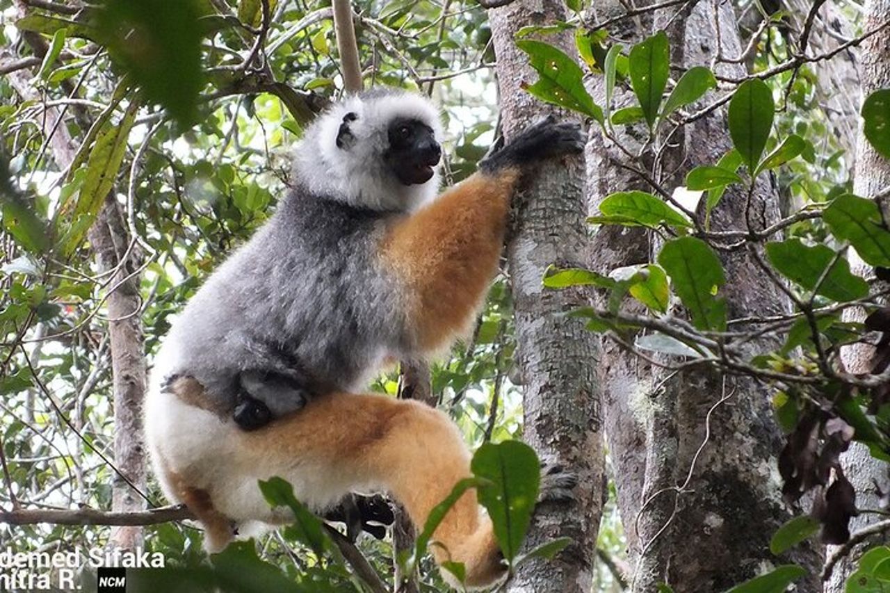Madagascar in 7 giorni. Spedizione nella fauna selvatica e immersione nella cultura — 4