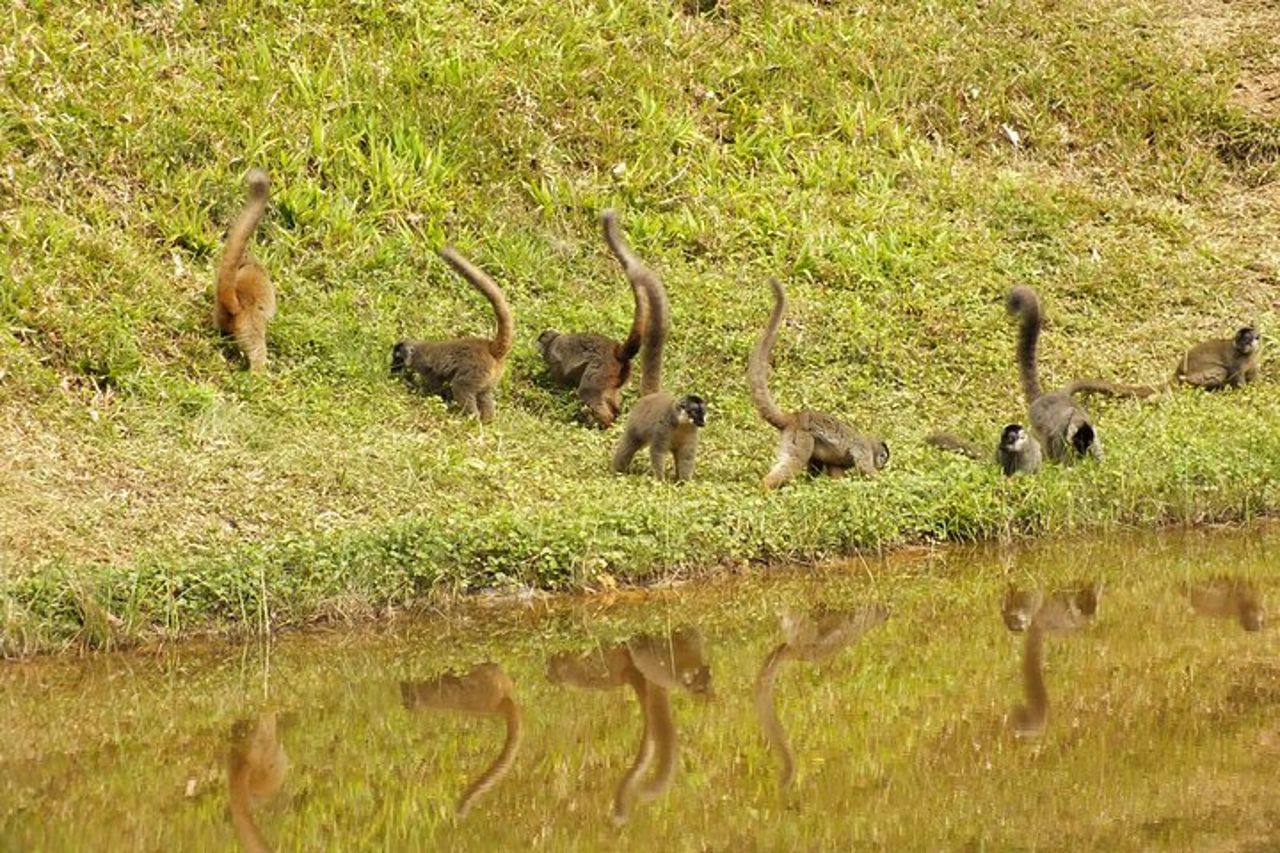 Madagascar in 7 giorni. Spedizione nella fauna selvatica e immersione nella cultura — 5