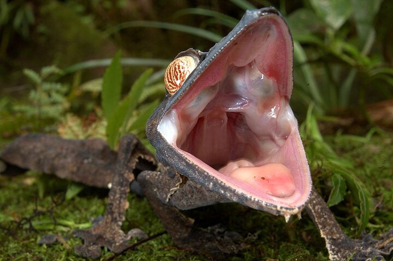 Madagascar in 7 giorni. Spedizione nella fauna selvatica e immersione nella cultura — 6
