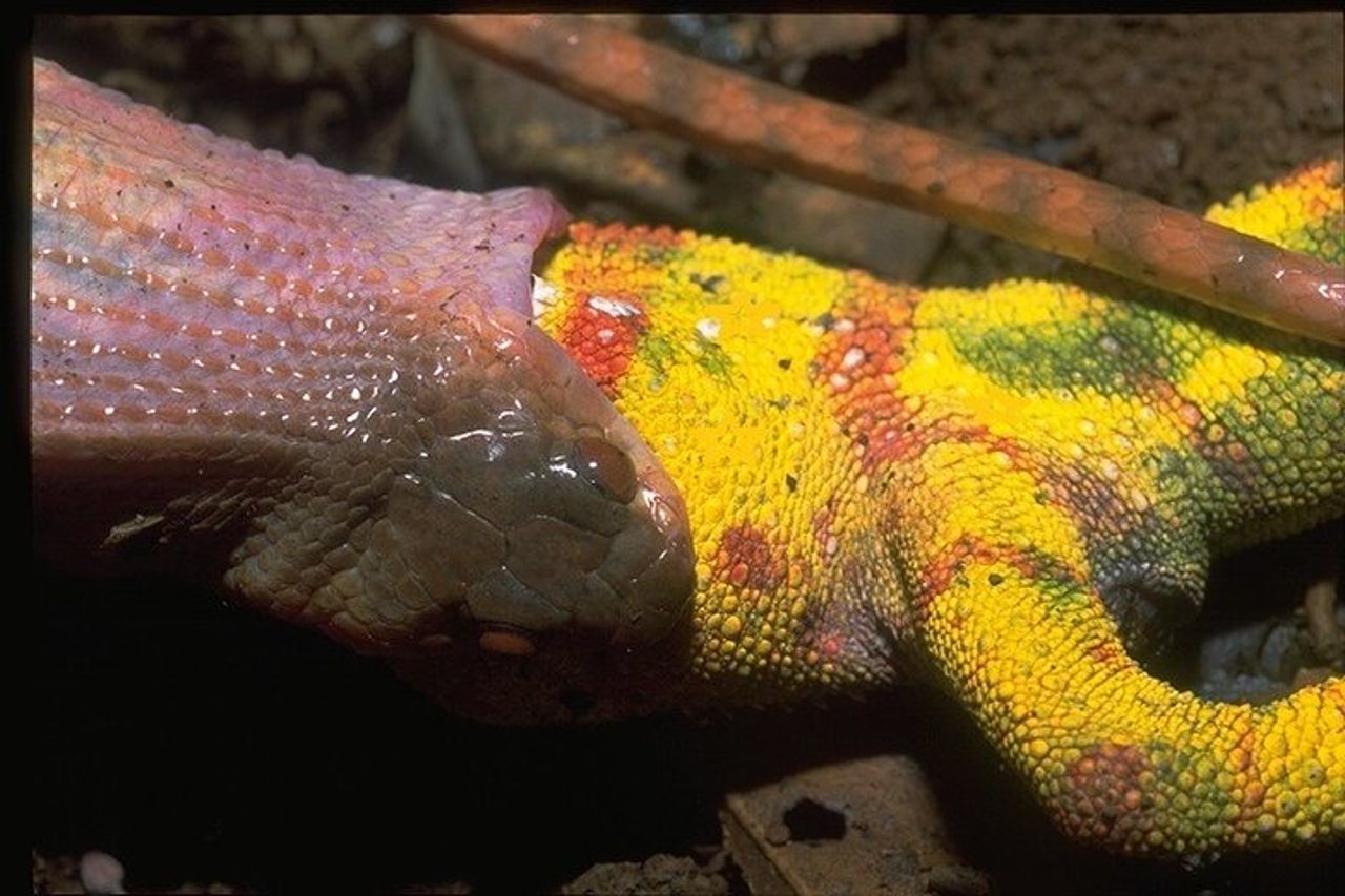Madagascar in 7 giorni. Spedizione nella fauna selvatica e immersione nella cultura — 7