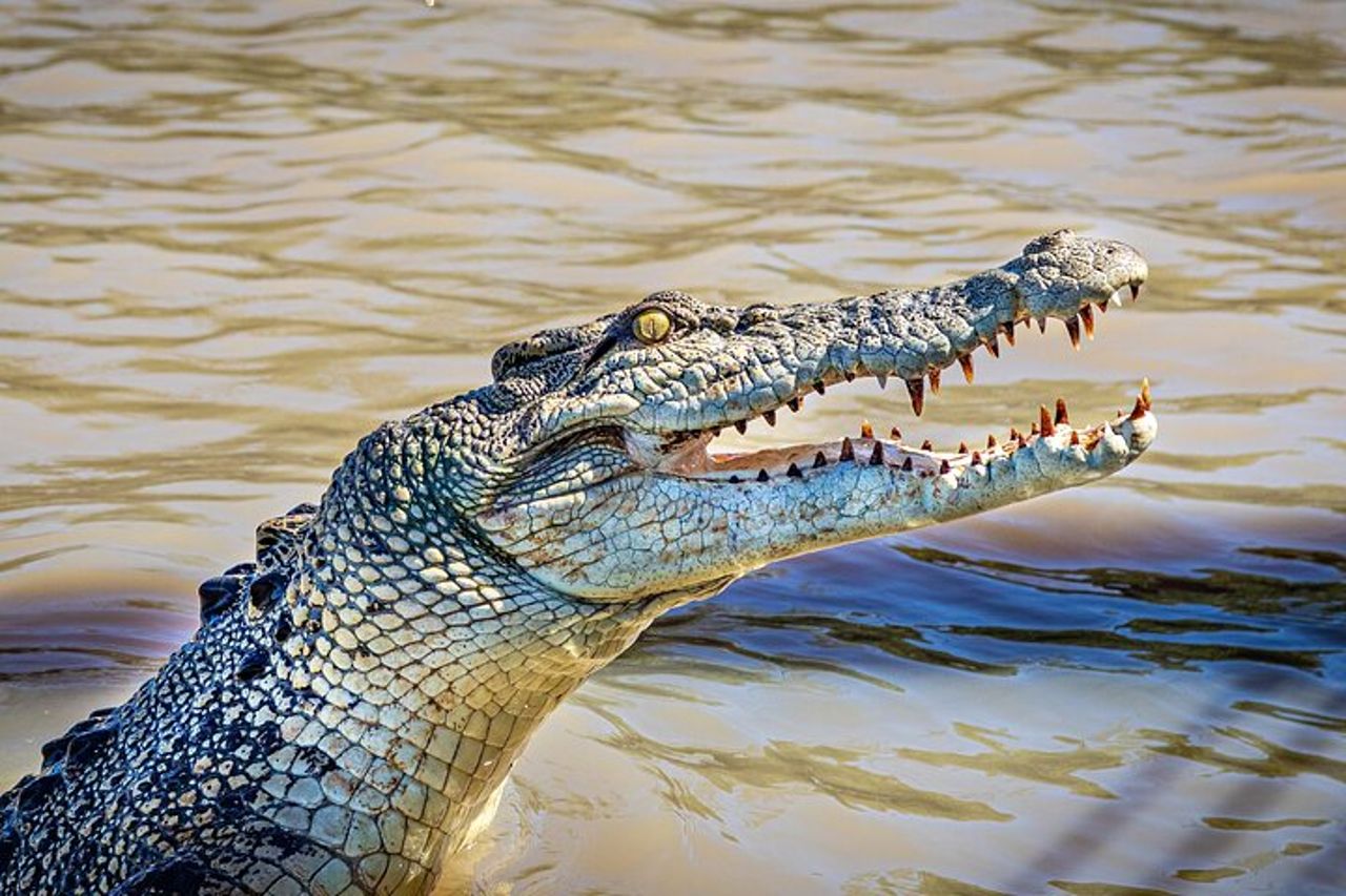 Crociere sul fiume Adelaide - Jumping Crocodile Experience — 4