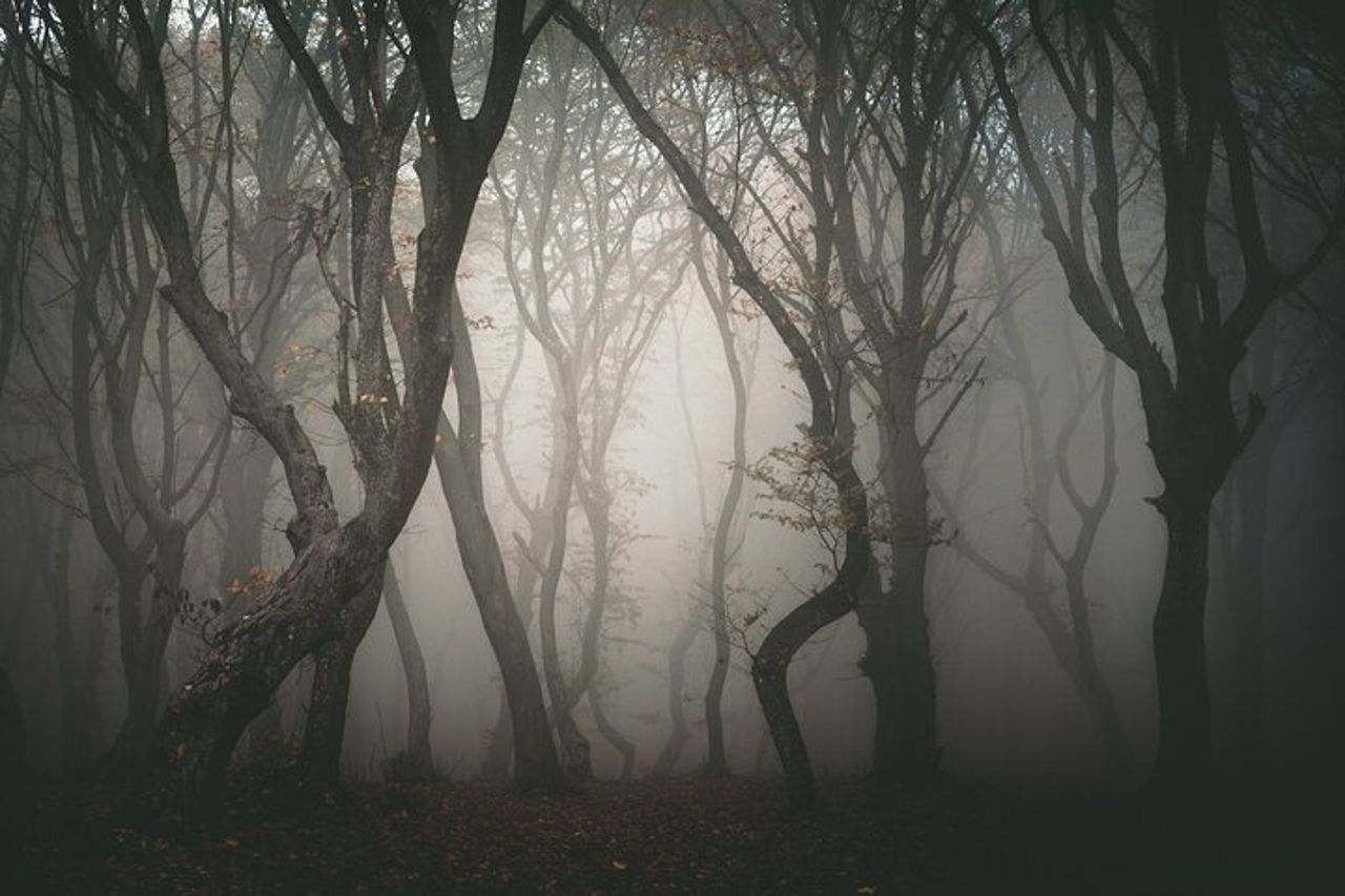 Tour notturno nella foresta di Hoia Baciu — 9