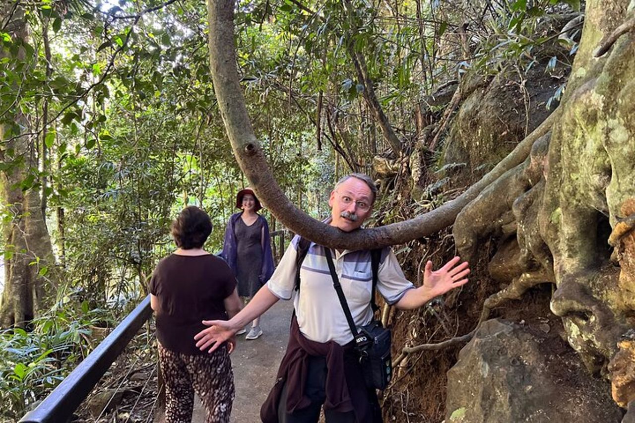 Deluxe Springbrook & Mt Tamborine Glow Worms e famoso Skywalk — 5