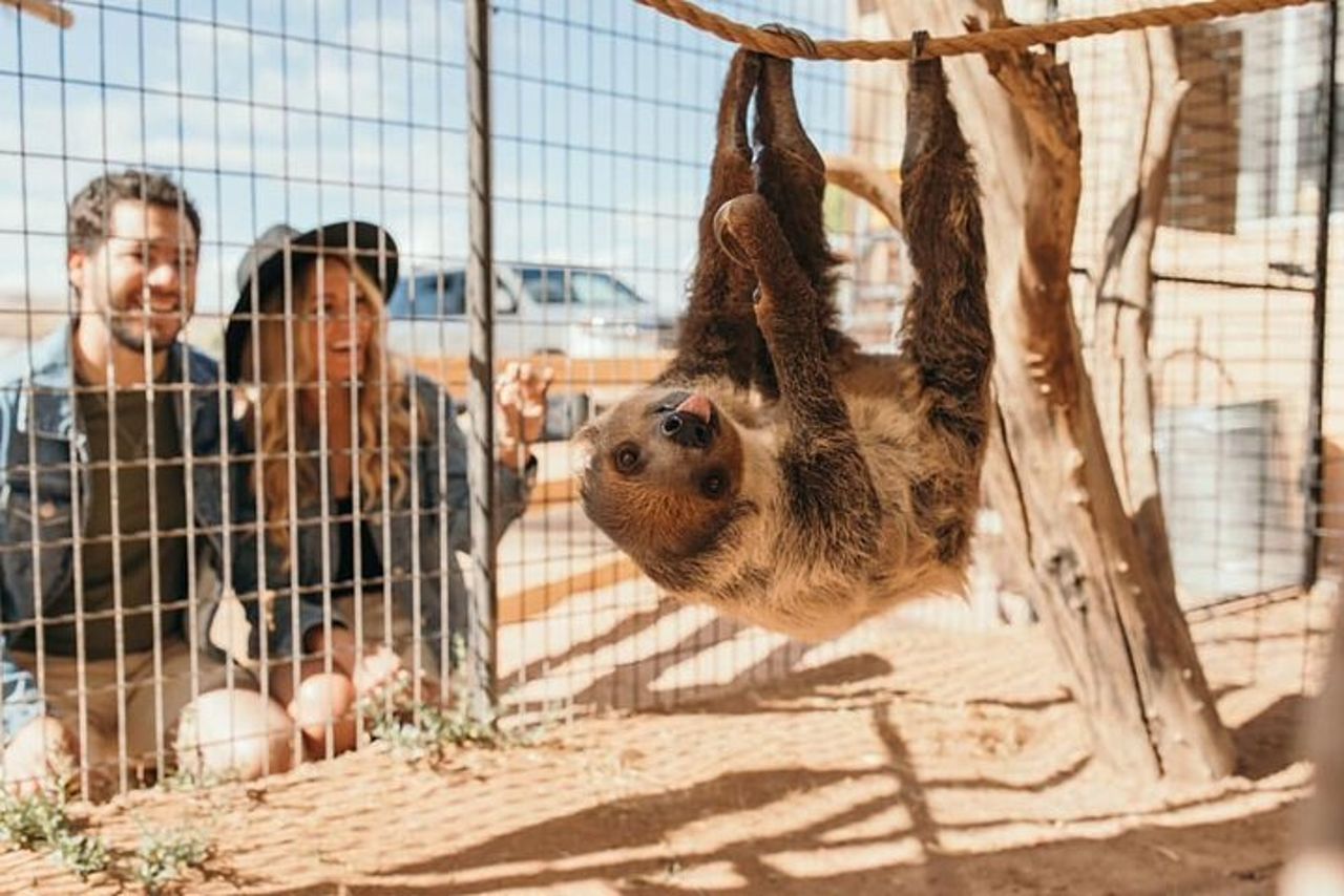 Giro in tram e tour dello zoo di Las Vegas Safari al Camel Safari