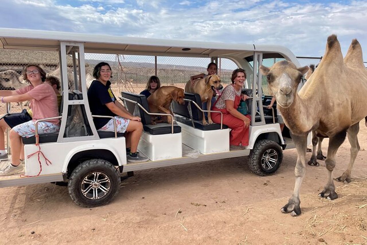 Giro in tram e tour dello zoo di Las Vegas Safari al Camel Safari — 3