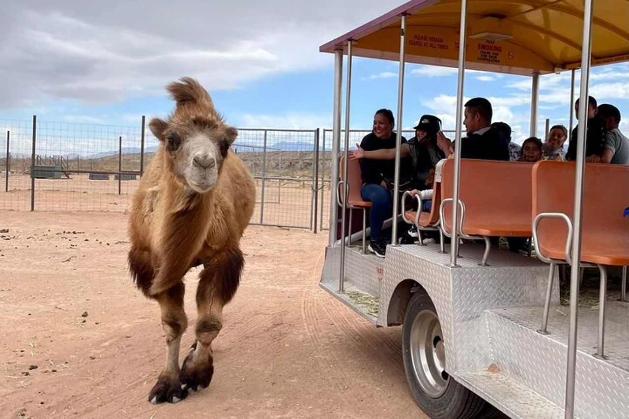 Giro in tram e tour dello zoo di Las Vegas Safari al Camel Safari — 9