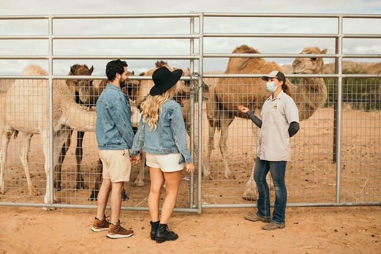 Giro in tram e tour dello zoo di Las Vegas Safari al Camel Safari — 7