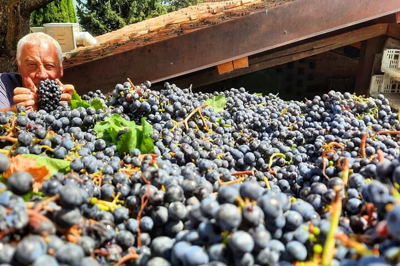 Degustazione di vini e visita della cantina a Greve in Chianti — 4