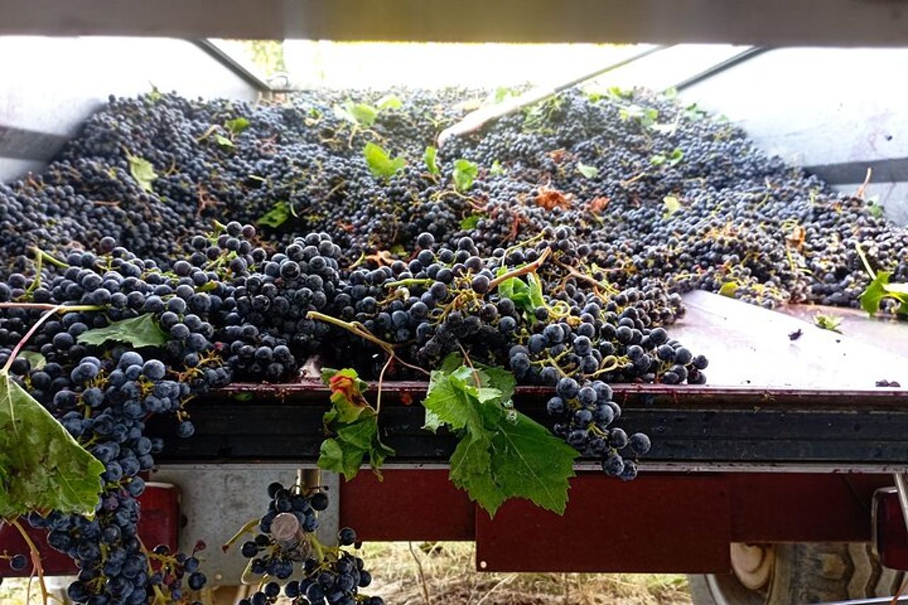 Degustazione di vini e visita della cantina a Greve in Chianti — 5