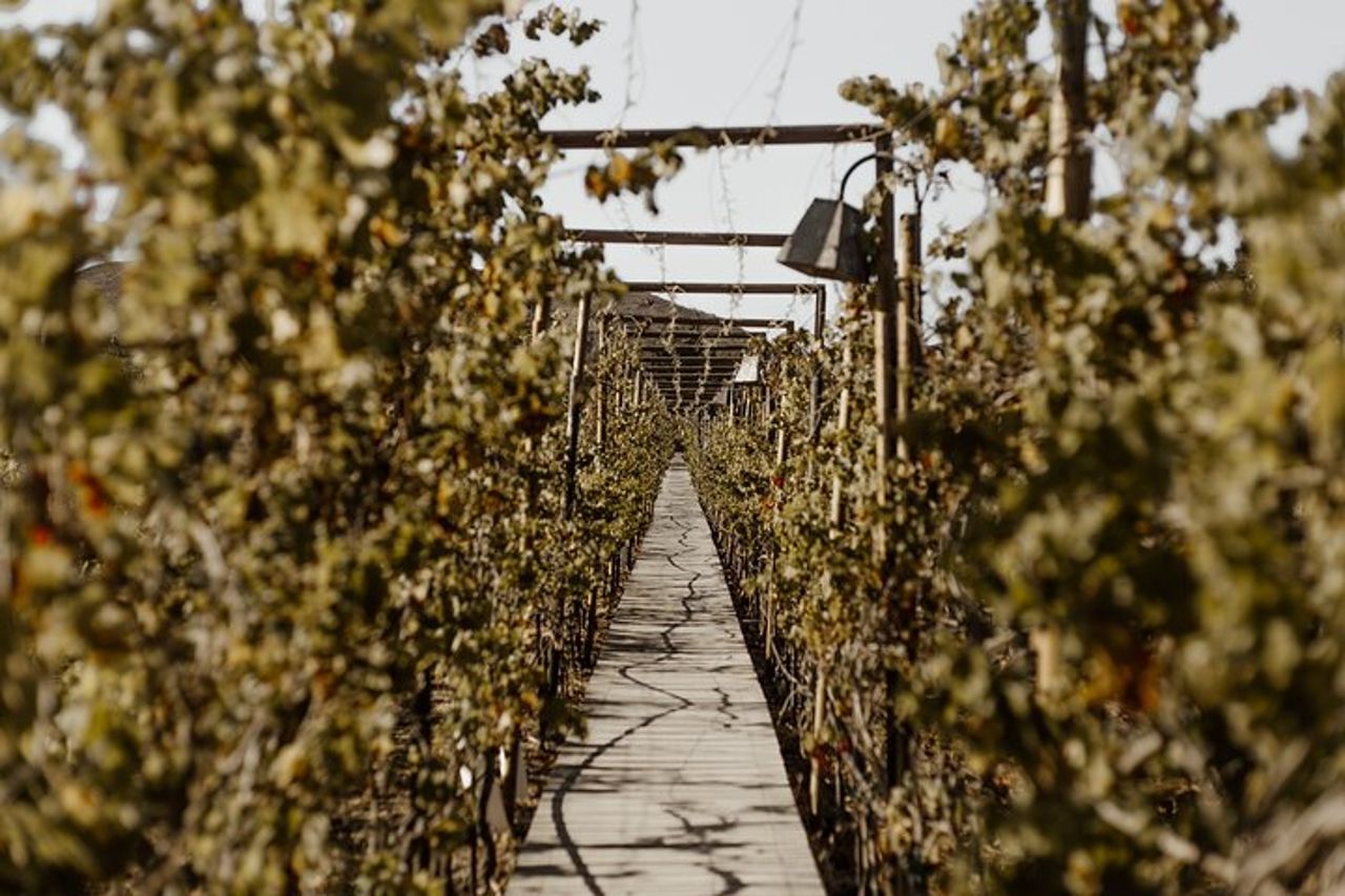 Tour privato di un'intera giornata della Baja California Capital of Wine — 7