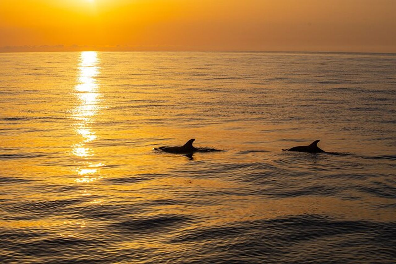 Gita in barca all'alba a Maiorca con Dolphin-Watching — 6