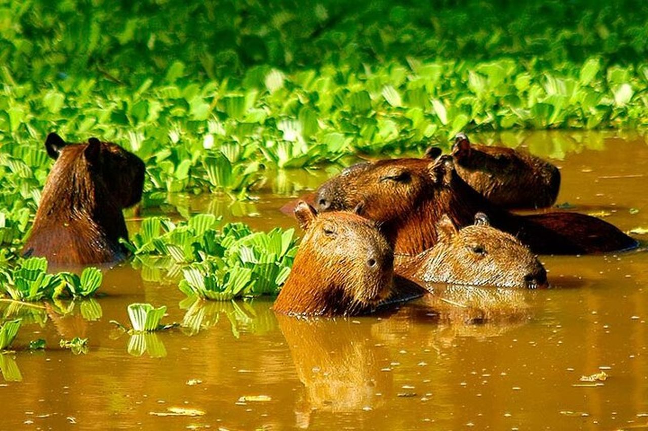 Avventura di 3 giorni nella giungla di Iquitos al Muyuna Lodge — 9