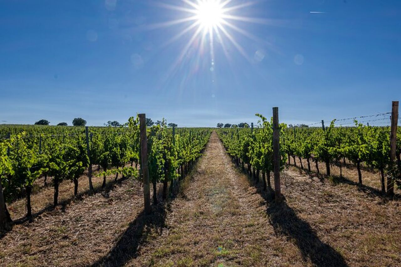 Bere e Magiare: Visita Vigneto e Cantina con Degustazione Privata — 2