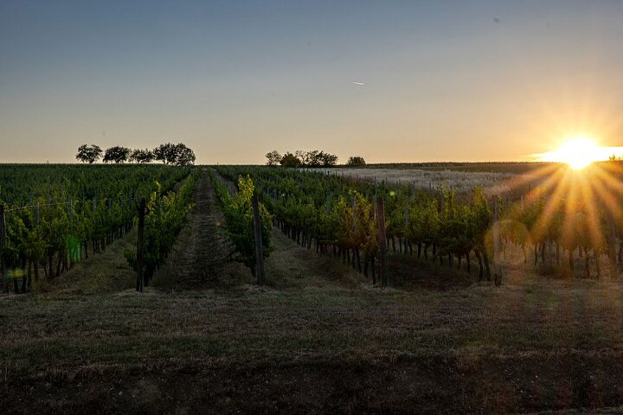 Bere e Magiare: Visita Vigneto e Cantina con Degustazione Privata — 5