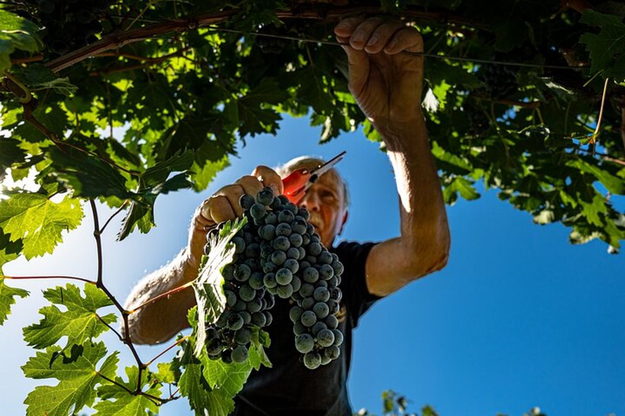 Bere e Magiare: Visita Vigneto e Cantina con Degustazione Privata — 6