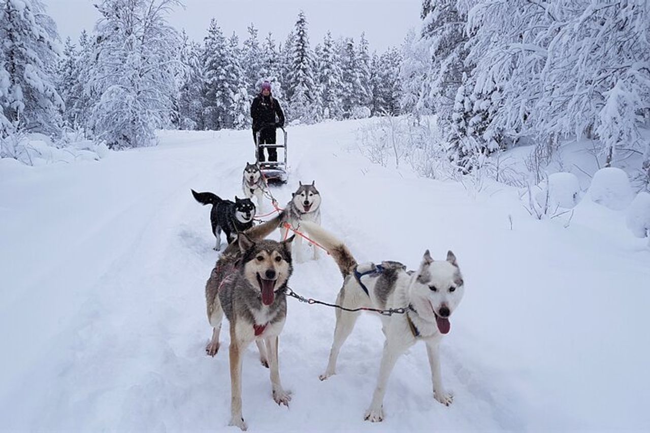 Esperienza Husky di 1,5 ore a Pyhatunturi — 6