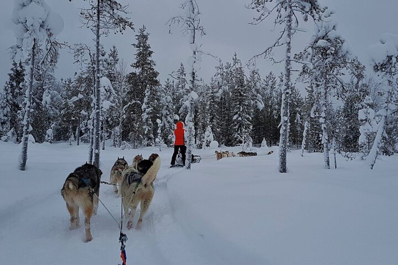 Esperienza Husky di 1,5 ore a Pyhatunturi — 4