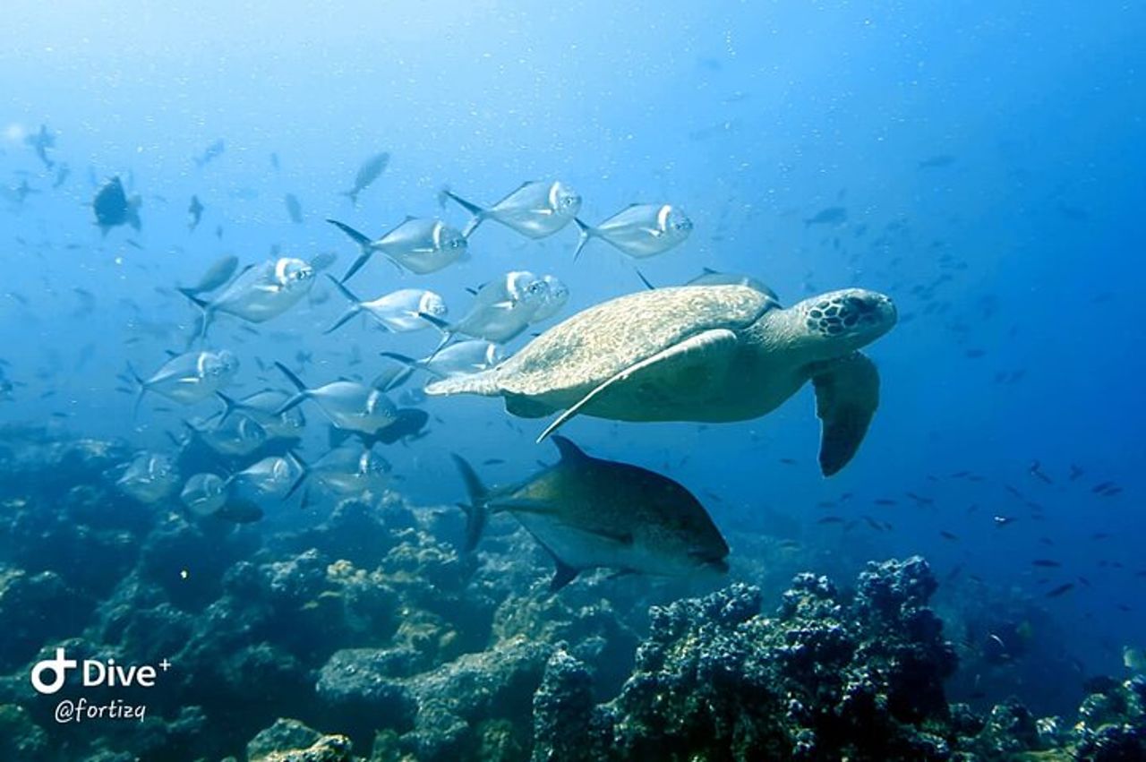 Gita di un giorno con snorkeling all'Isola di Pinzon e La Fe — 2