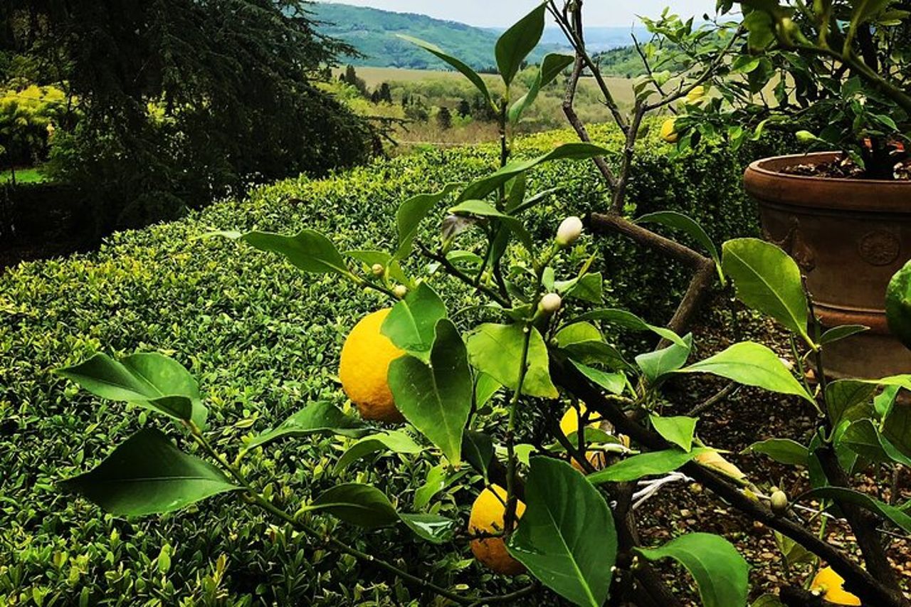 Attività di degustazione di vini nel Chianti Rufina — 7