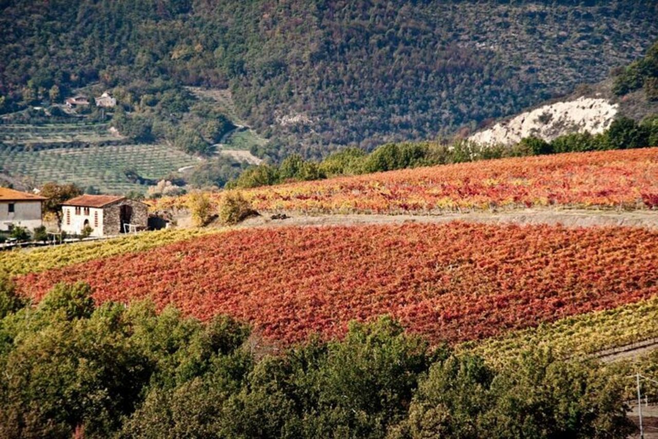 Attività di degustazione di vini nel Chianti Rufina — 8