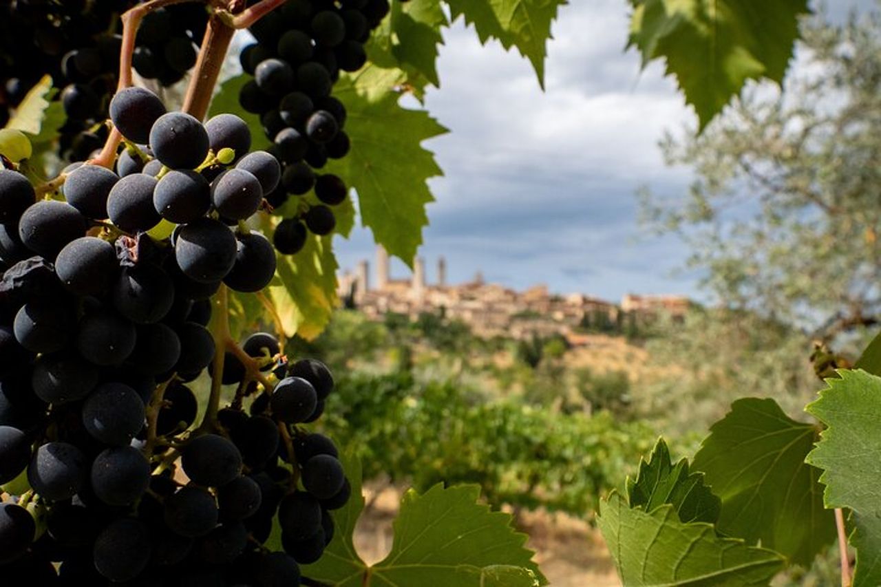Due Degustazioni di Vini e Visita ad una Cantina Storica All'interno delle Antiche Mura di Montalcino — 2
