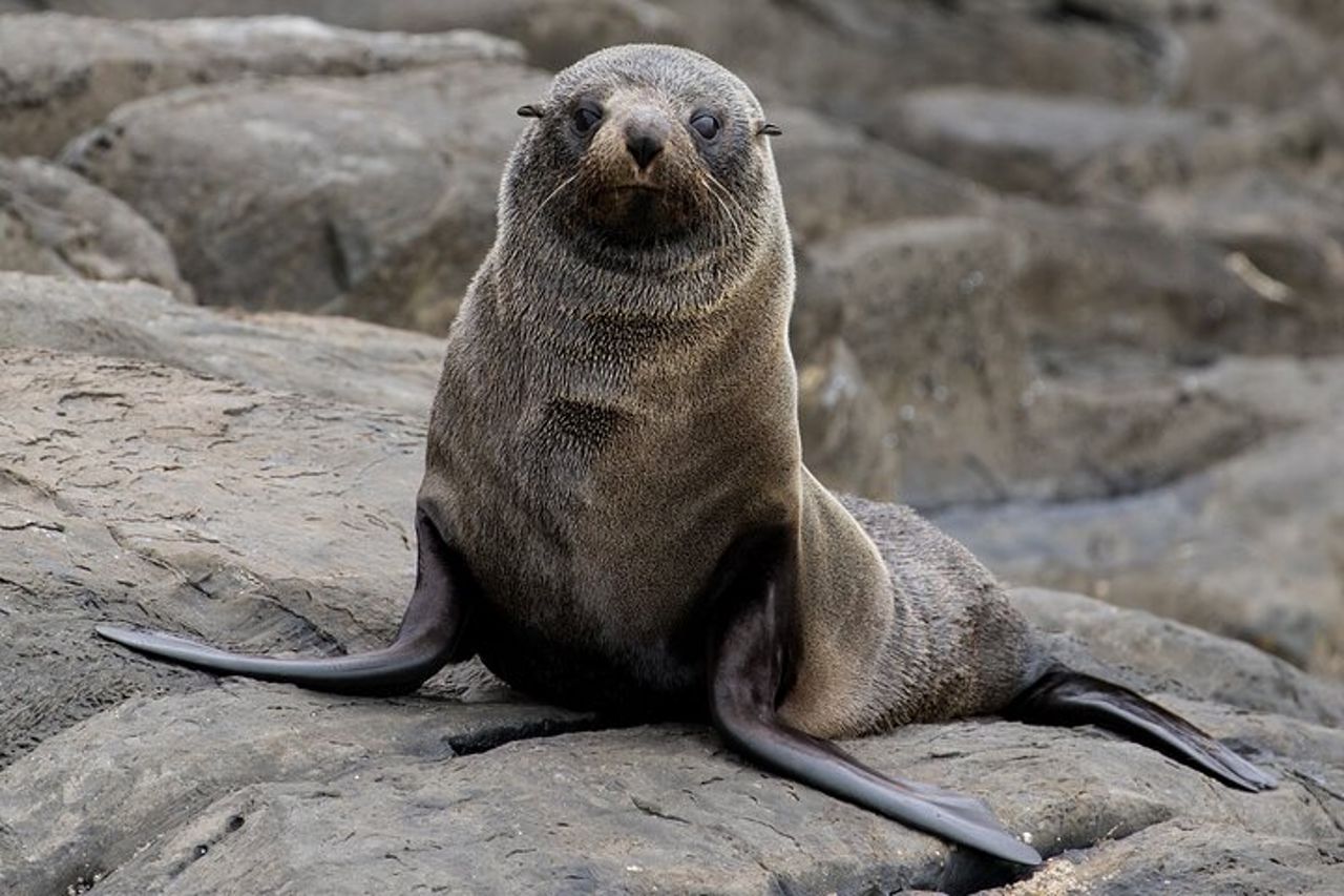 Safari costiero di 75 minuti a Kangaroo Island — 5