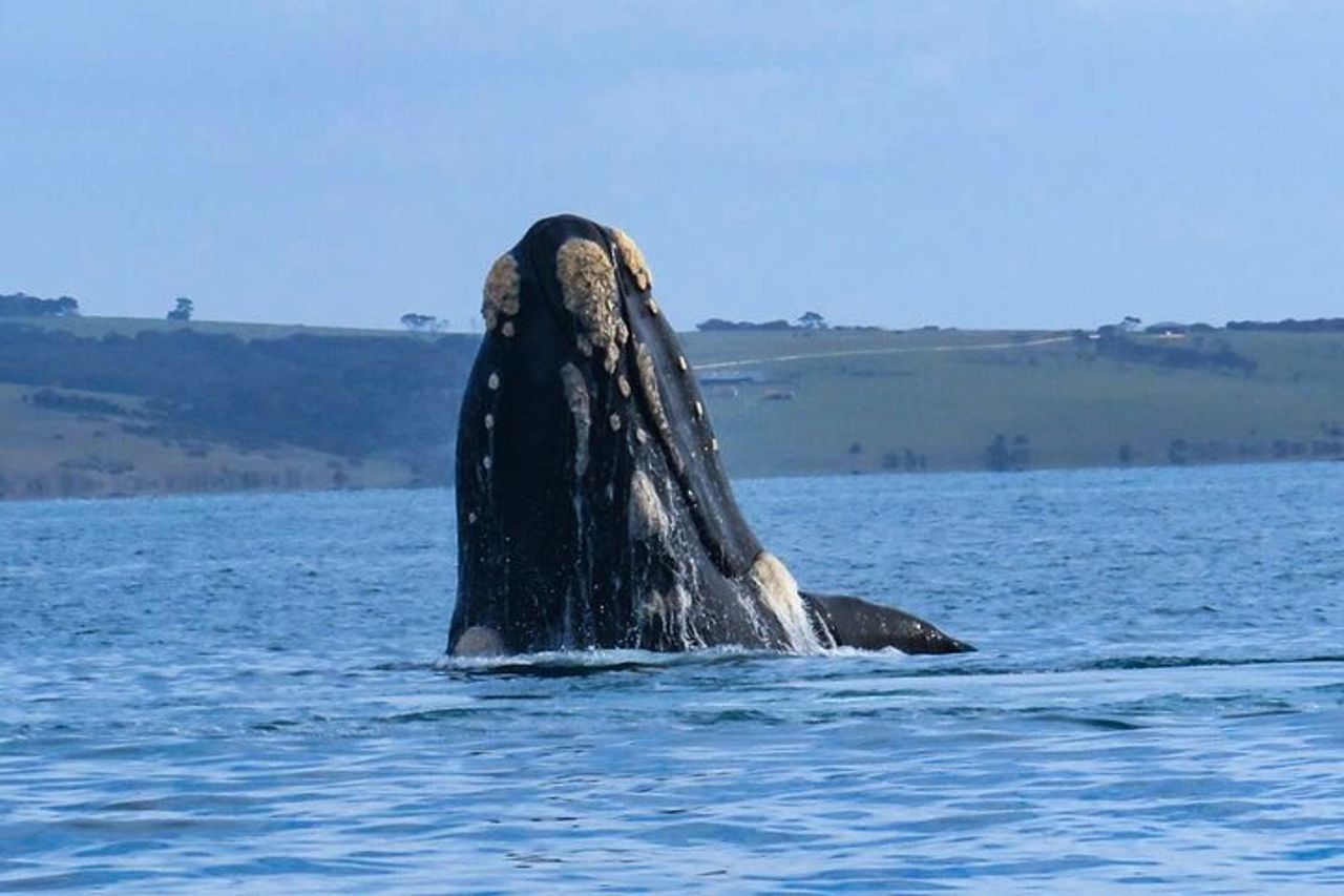 Safari costiero di 75 minuti a Kangaroo Island — 6