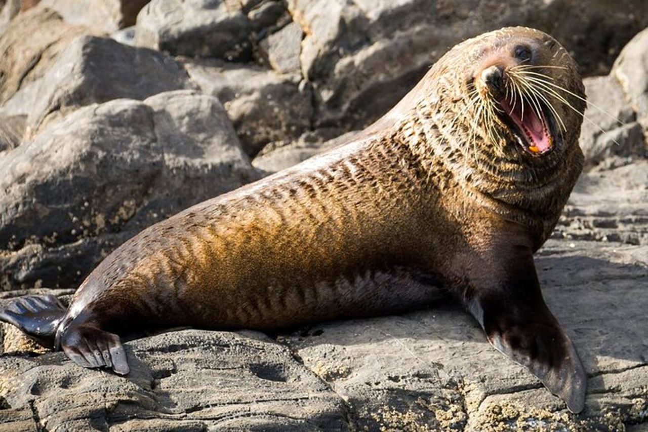 Safari costiero di 75 minuti a Kangaroo Island — 8